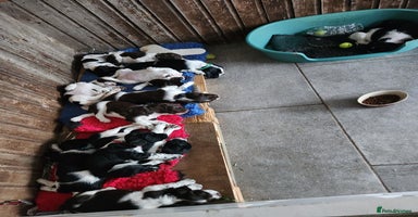 English Springer Spaniel dogs - Advert 8