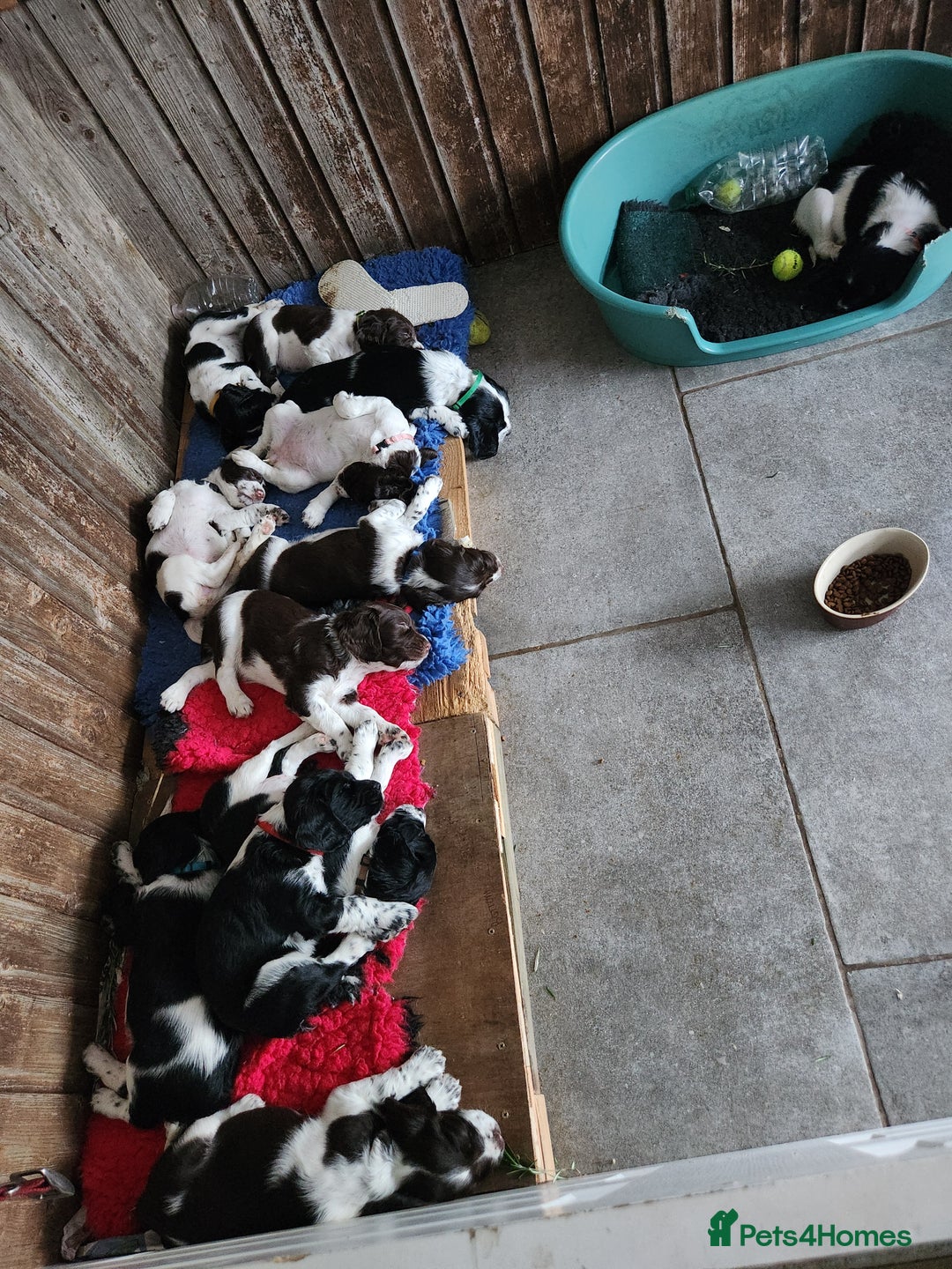 English Springer Spaniel dogs for sale: KC Registered ESS Pups *WELL MARKED* - Image 2