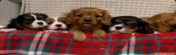 Cavalier King Charles Spaniel dogs for sale: STUNNING CAVALIER KING CHARLES PUPPIES  - Advert 15