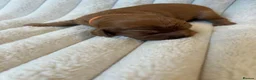 Cavalier King Charles Spaniel dogs for sale: Cavalier King Charles  - Advert 11