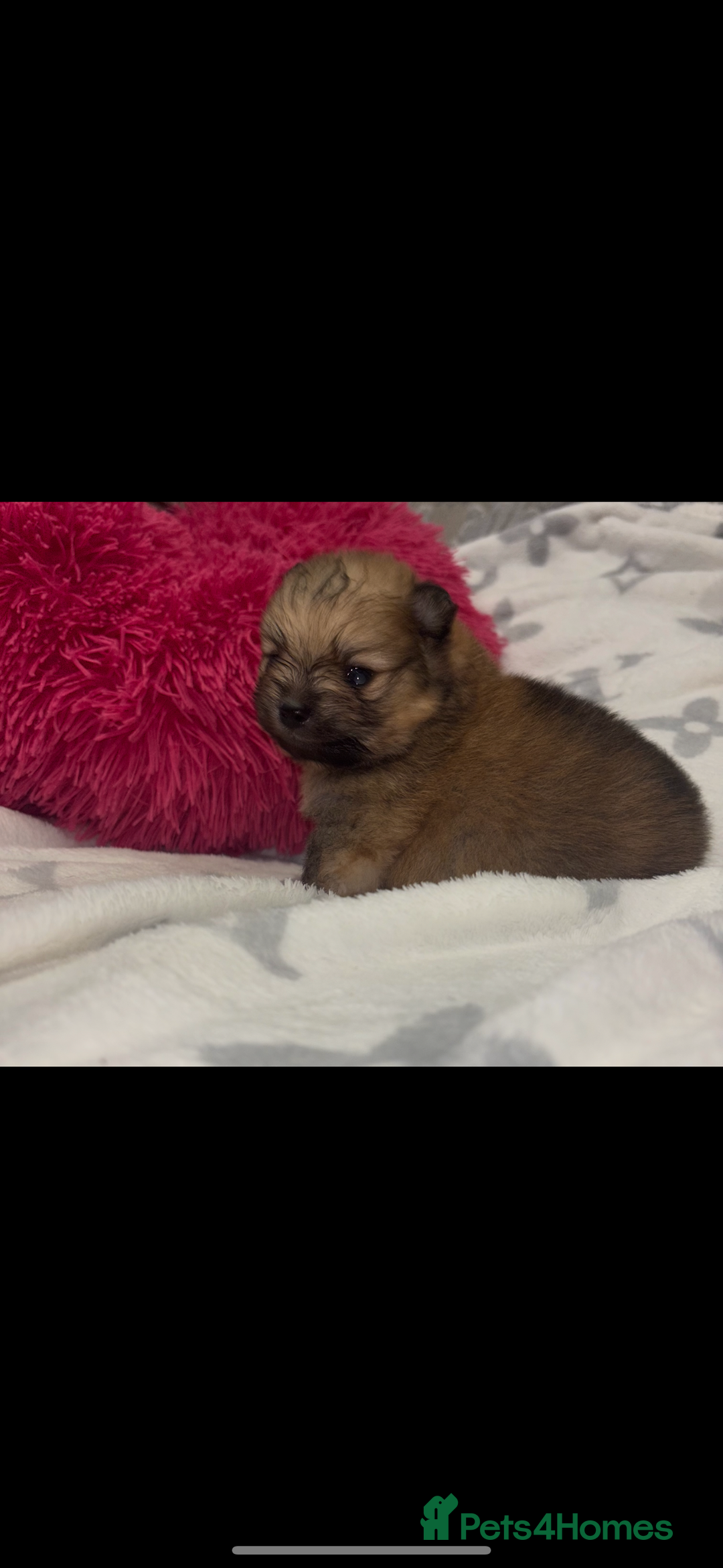 Pomeranian dogs for sale: Kc registered Pomeranians  - Image 15