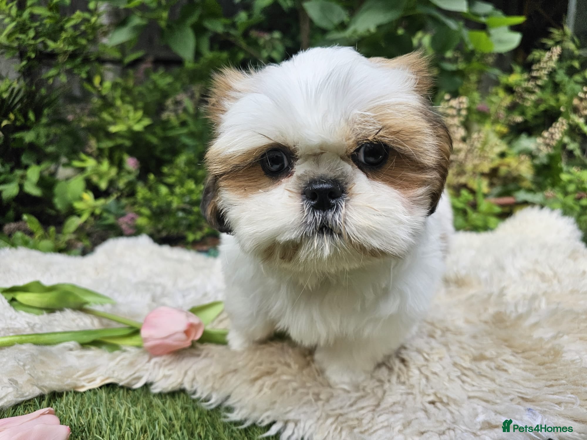 Shih Tzu dogs 🐶🐾EXCEPTIONAL PURE STANDARD SHIH TZU PUPPIES🐾🐶 - Advert 5