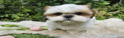 Shih Tzu dogs for sale: 🐶🐾EXCEPTIONAL PURE STANDARD SHIH TZU PUPPIES🐾🐶 - Advert 7