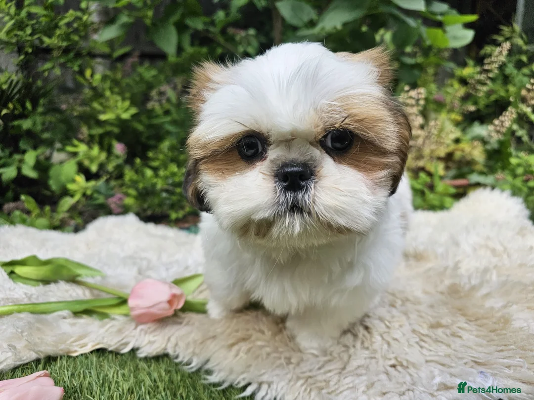 Shih Tzu dogs for sale: 🐶🐾EXCEPTIONAL PURE STANDARD SHIH TZU PUPPIES🐾🐶 - Advert 2