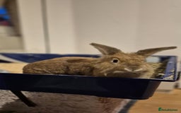 Lionhead rabbits for sale: Lion Head Male Rabbit  - Image 5