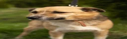 Mixed Breed dogs for adoption: 💙🐶 OLIVER – HE LOVES EVERYONE in Burton-on-Trent - Advert 3