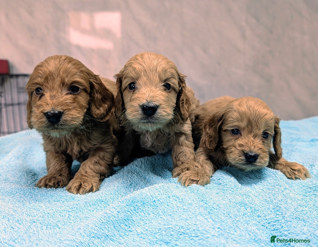 Cockapoo dogs for sale: F1 cockapoo puppies from health tested parents - Image 5
