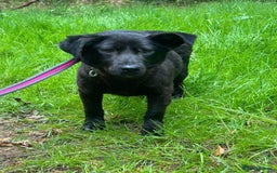 Mixed Breed dogs for adoption: Blossy - Norwich Norfolk  - Image 6