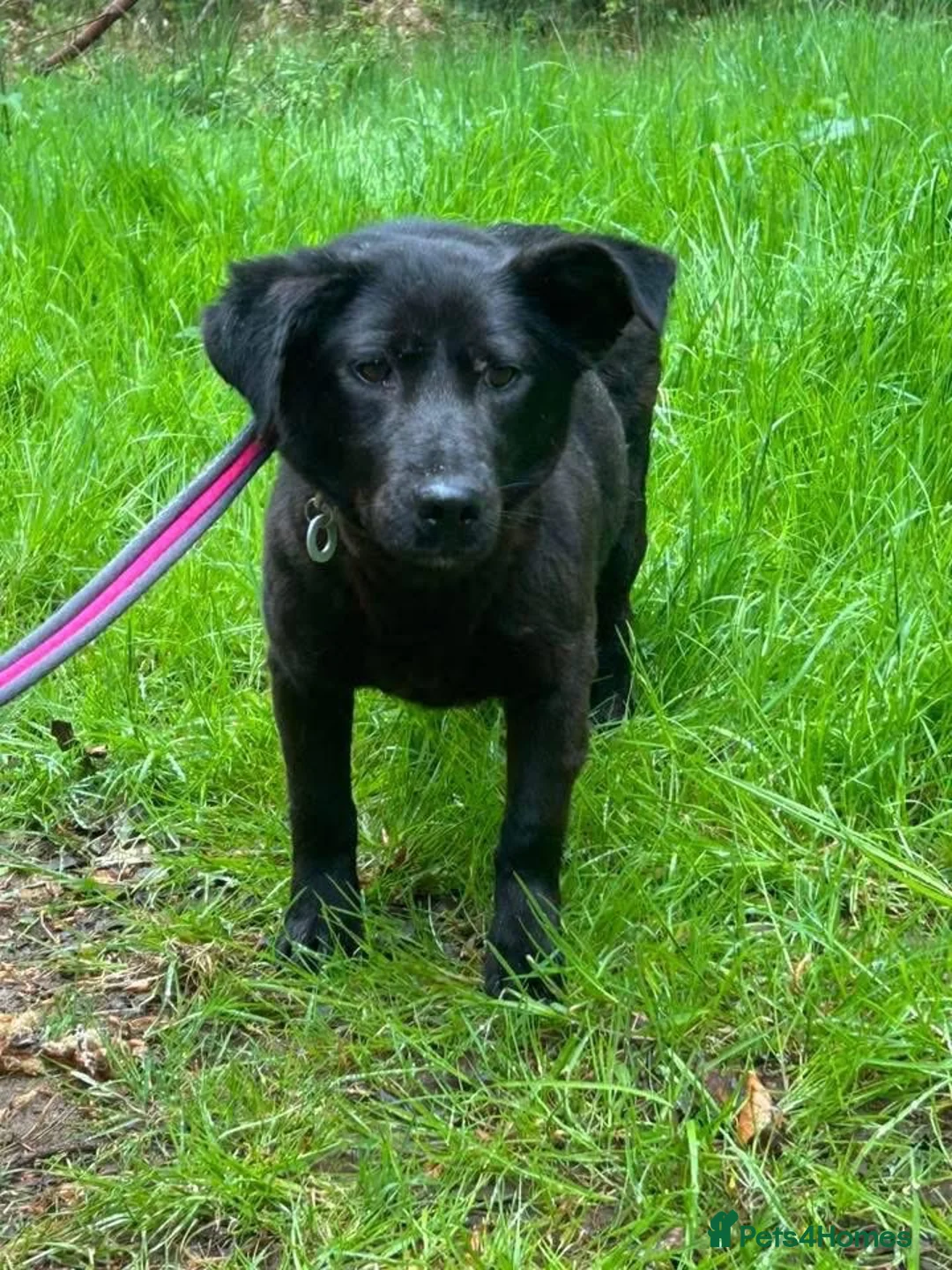 Mixed Breed dogs for adoption: Blossy - Norwich Norfolk  - Advert 6