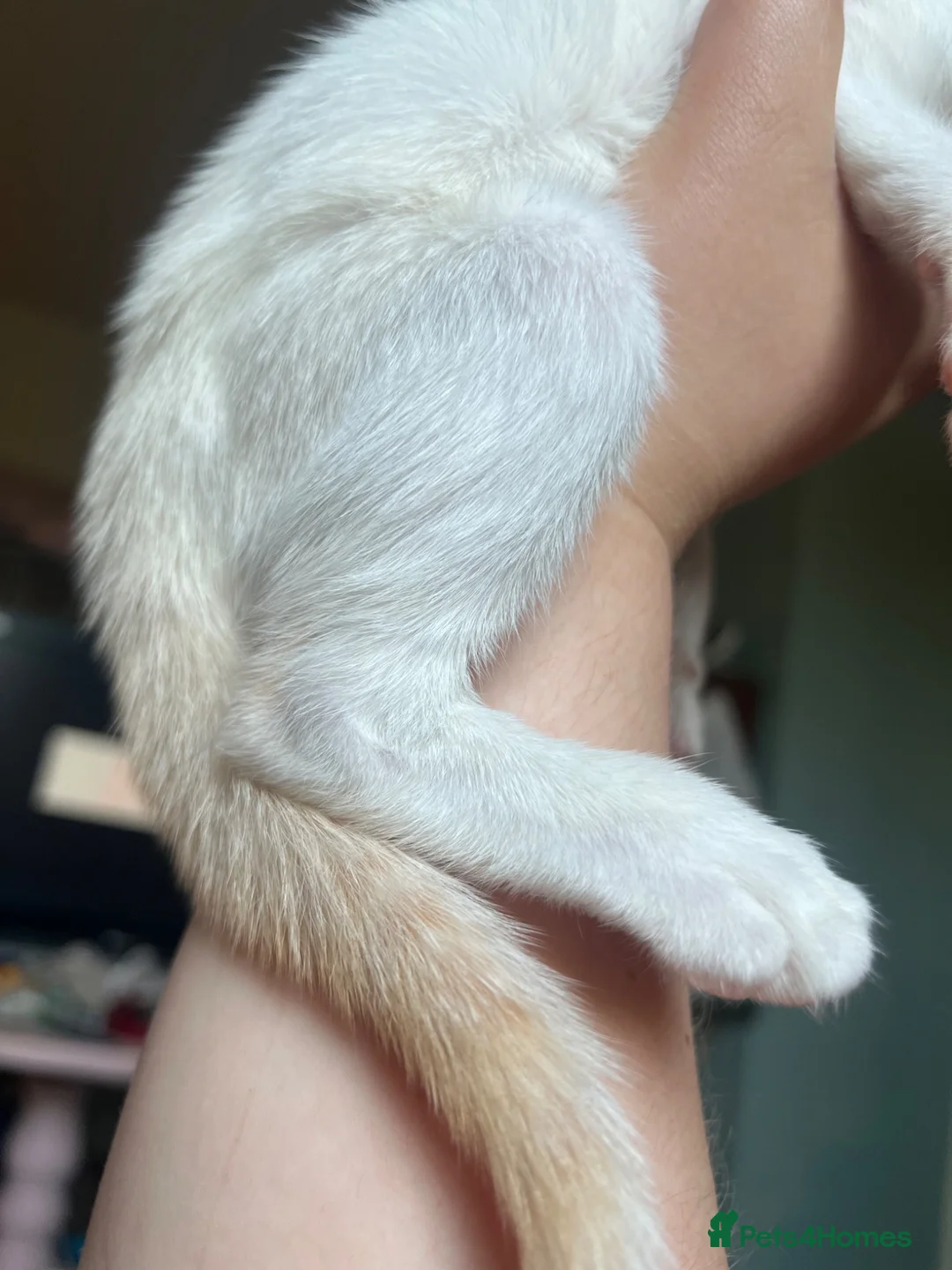 Siamese cats for sale: GCCF Red pointed bi colour - can be ACTIVE REG - Advert 8