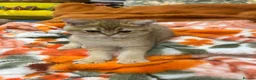Scottish Fold cats for sale: Gold chinchilla baby’s available  - Advert 11