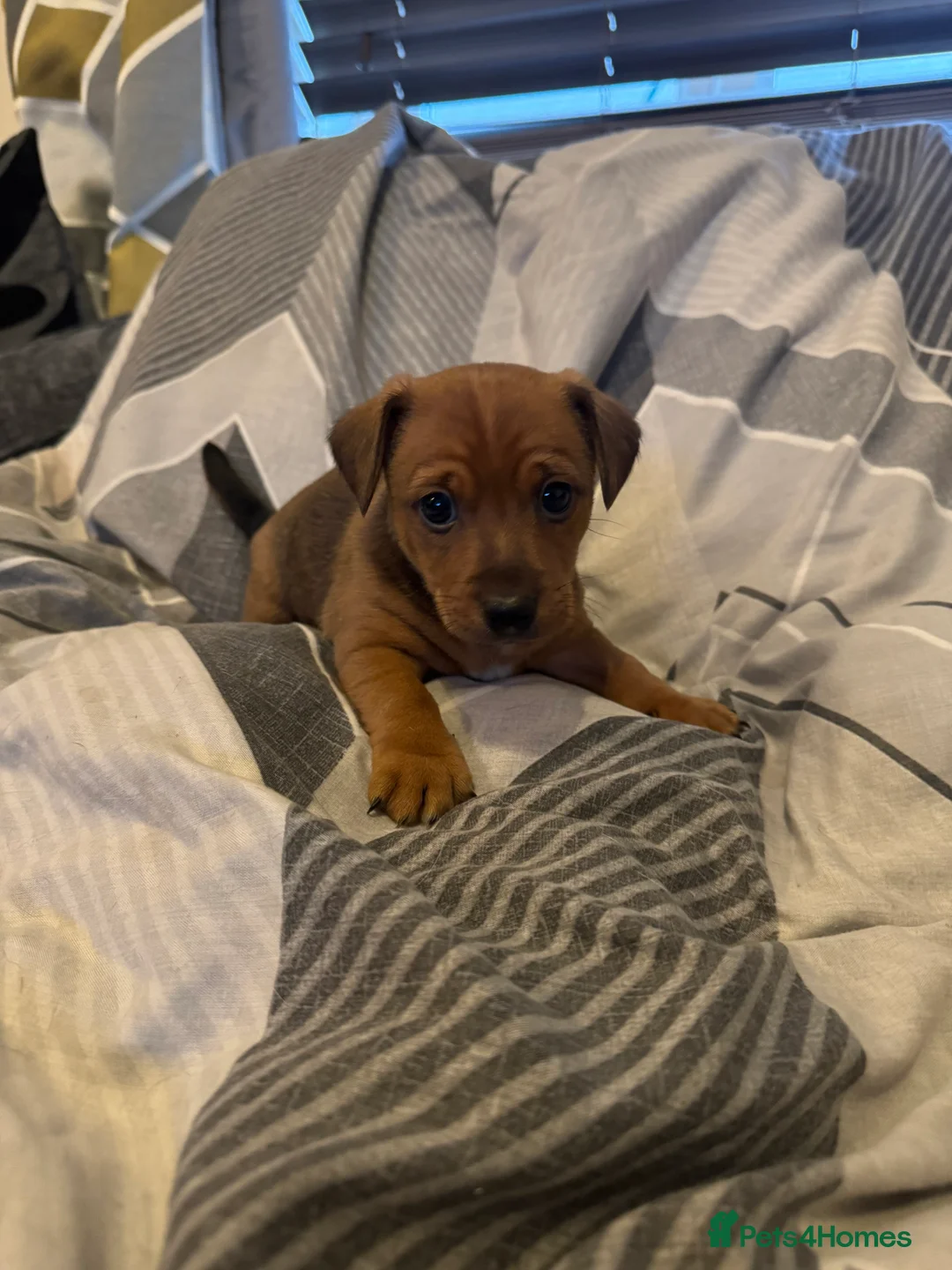 Jack Russell dogs for sale: 2 beautiful short leg smooth coat boys  - Advert 5