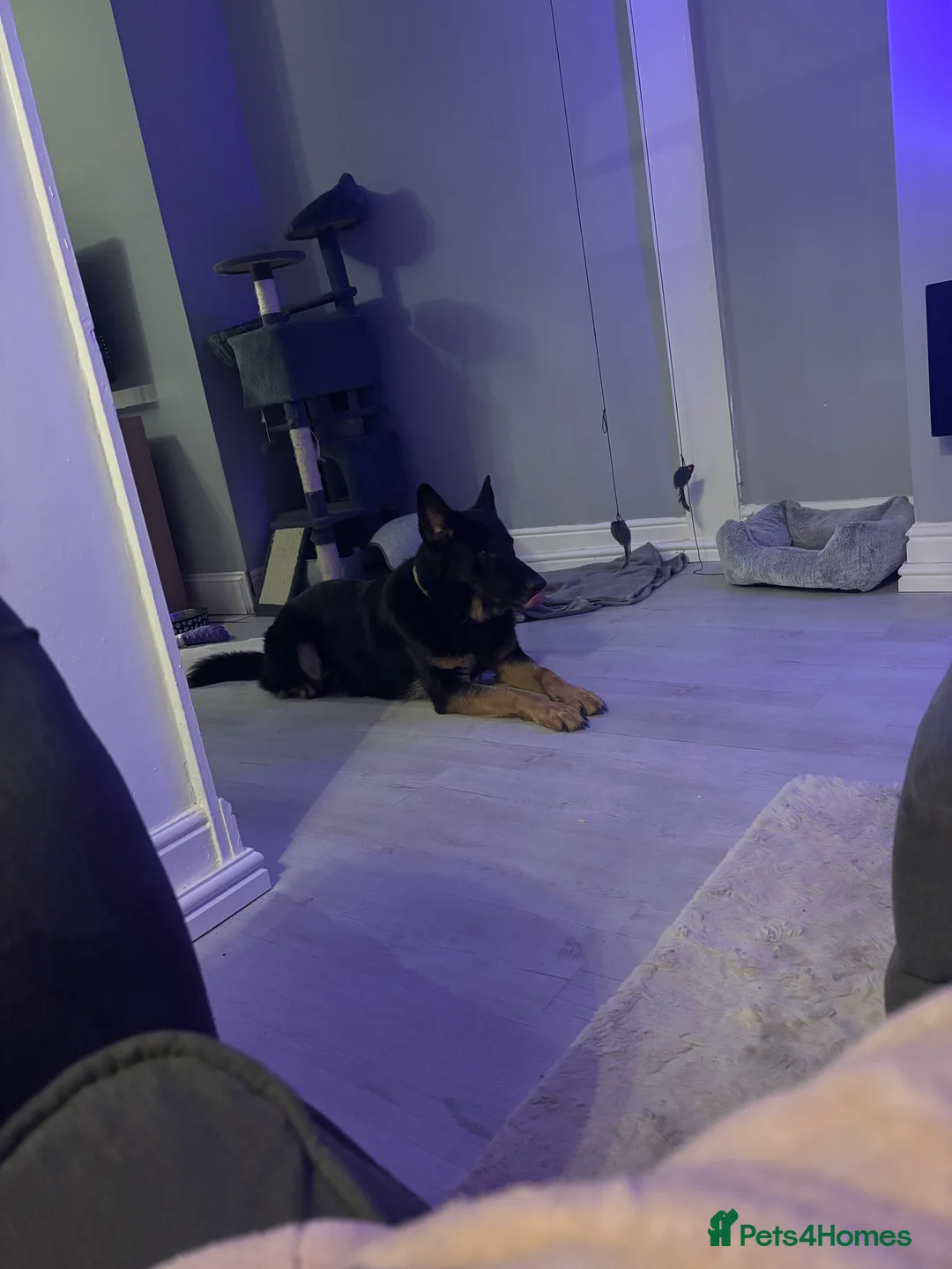 German Shepherd dogs for sale: German shepherd  - Advert 2