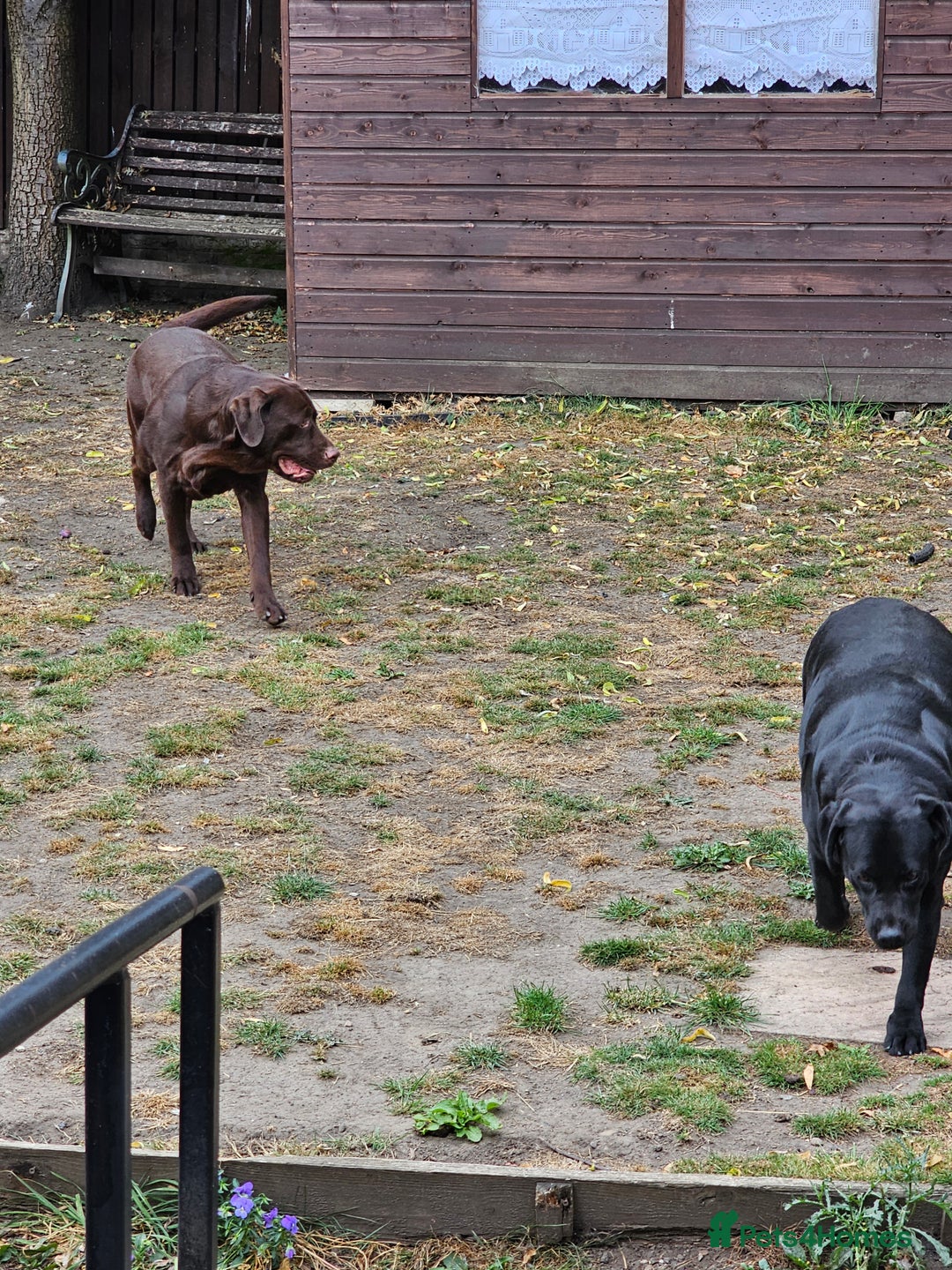Labrador Retriever dogs for sale: Male n female none related  - Image 3