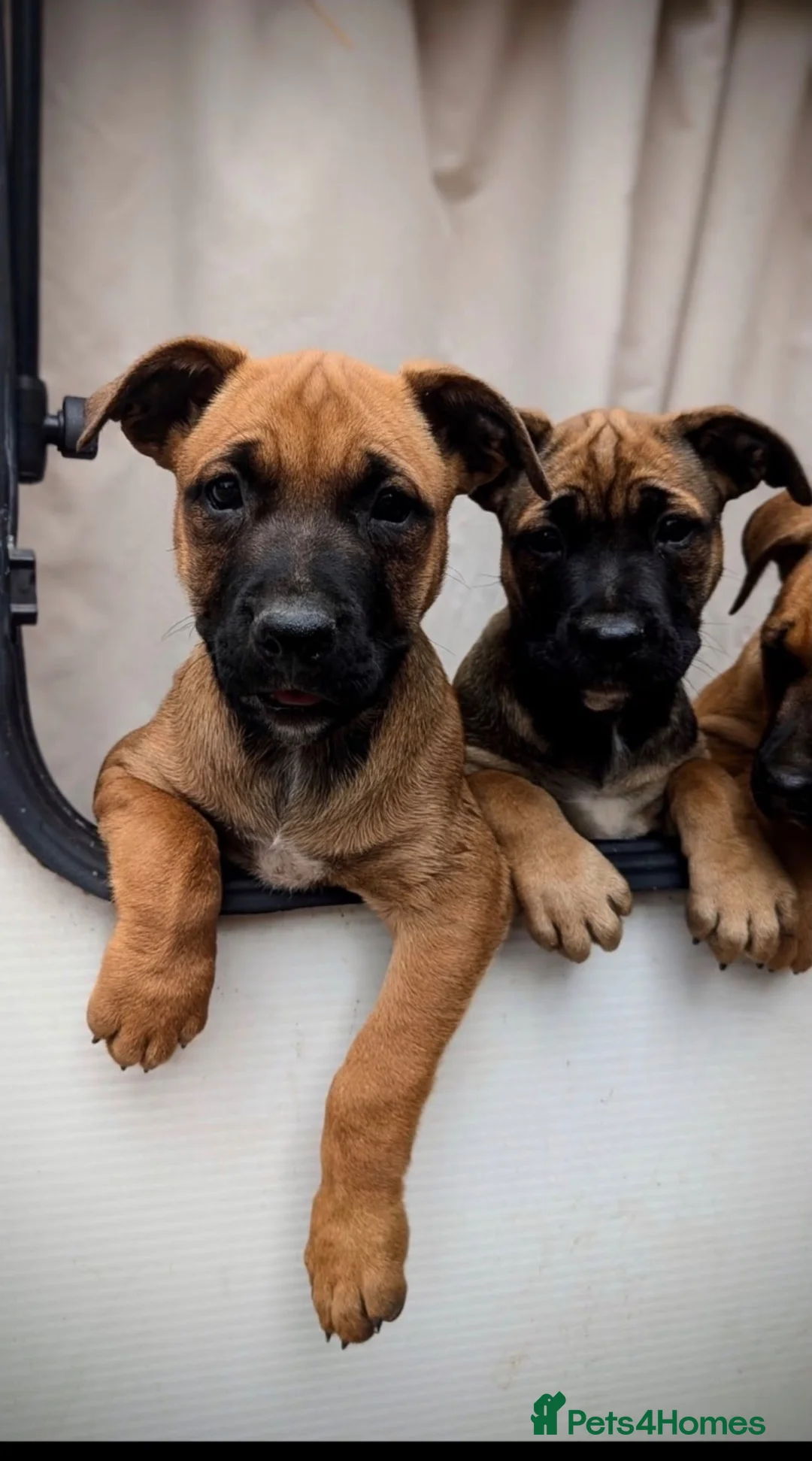 Mixed Breed dogs for sale: Not your average Bull Herder - Advert 2