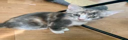 Mixed Breed cats for sale: Ragdoll mix mother - Advert 9
