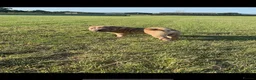 Shar Pei dogs for stud: Shar Pei for stud  - Advert 10