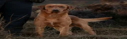 Labrador Retriever dogs for sale: Beautiful labrador puppies in Stirling - Advert 4