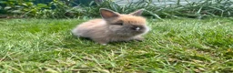 Lionhead rabbits for sale: Beautiful mini double maned lionheads  - Advert 16