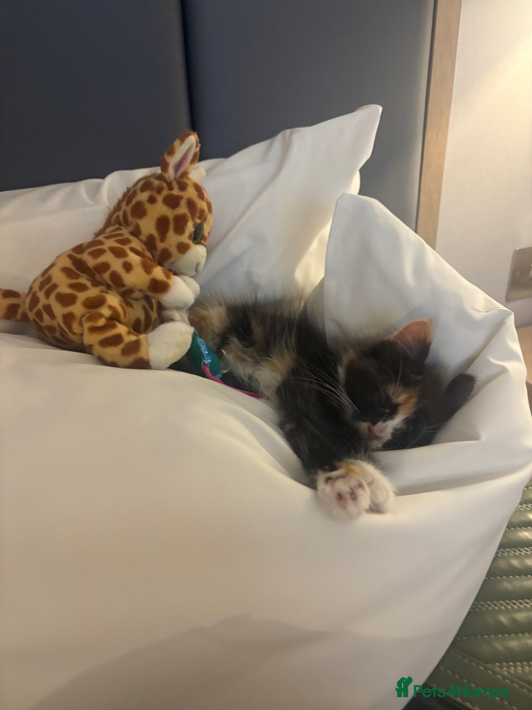 Mixed Breed cats for sale: 2 kittens rare coloured  - Advert 11