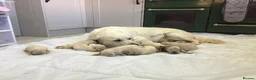 Golden Retriever dogs for sale: EXCEPTIONAL SHOW GOLDEN RETREIVER PUPPIES. - Advert 24