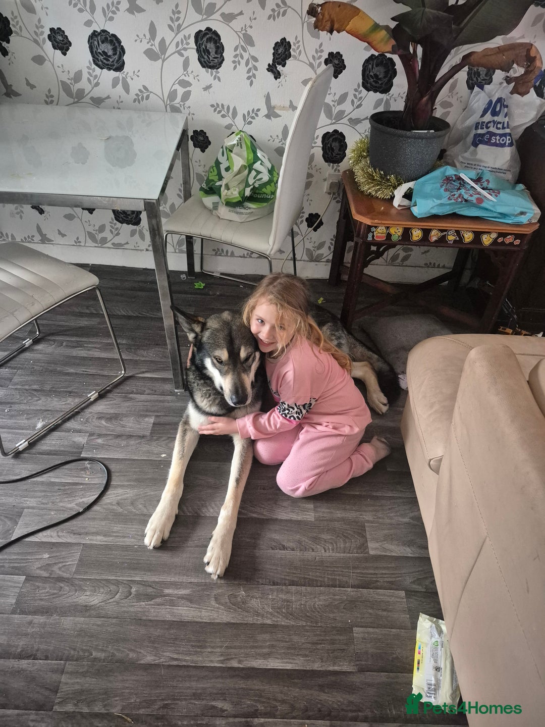 Mixed Breed dogs for sale: Wolf puppys for sale  - Advert 8