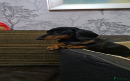 Miniature Dachshund dogs for sale: Minature Dashounds - Image 9