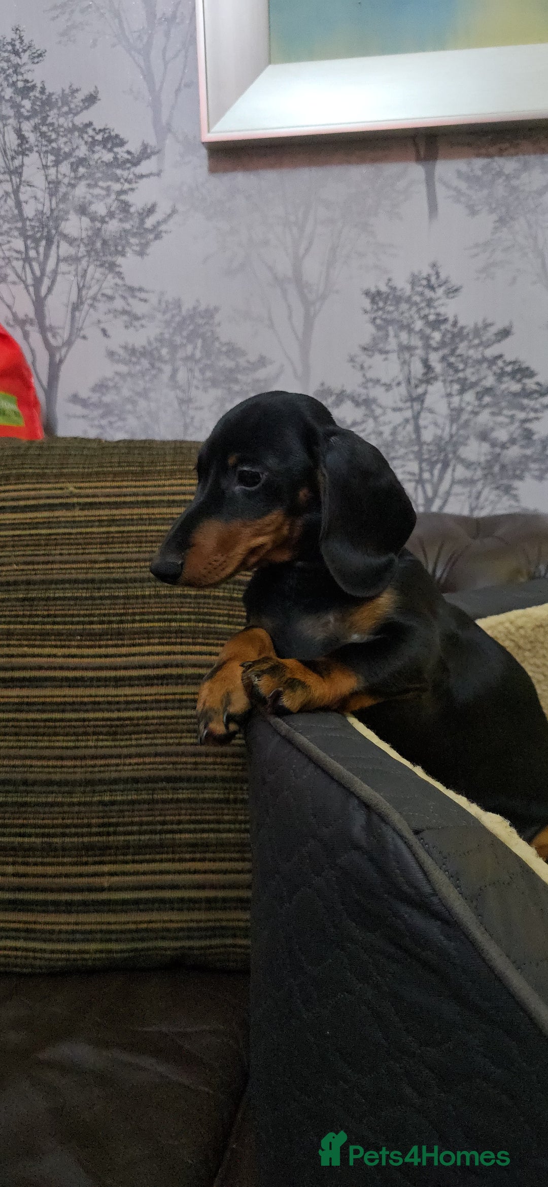 Miniature Dachshund dogs for sale: Minature Dashounds - Image 9