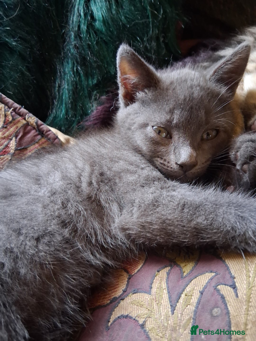Mixed Breed cats for sale: UNIQUE SILVER/BLUE BENGAL X RUSSIAN BLUE KITTENS  - Image 10