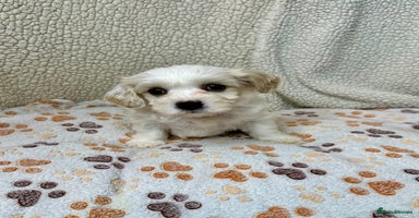 Cavachon dogs - Advert 6