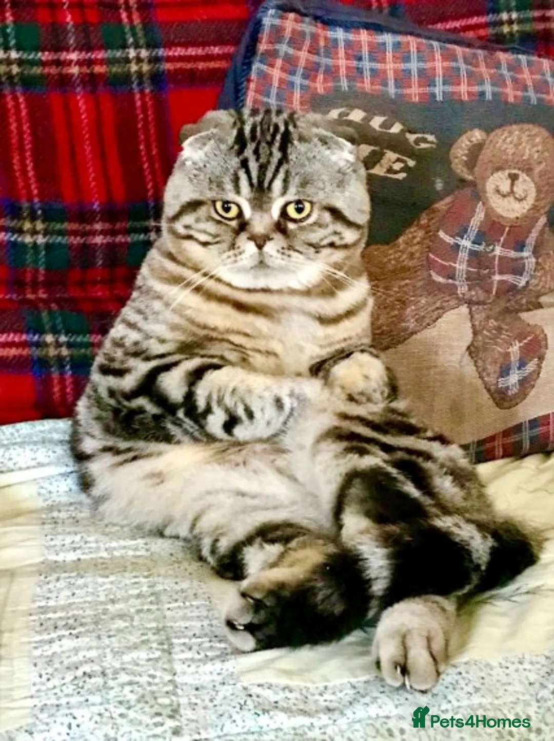 Scottish Fold cats for stud: Scottish Fold Male for Stud in Ilford - Advert 4