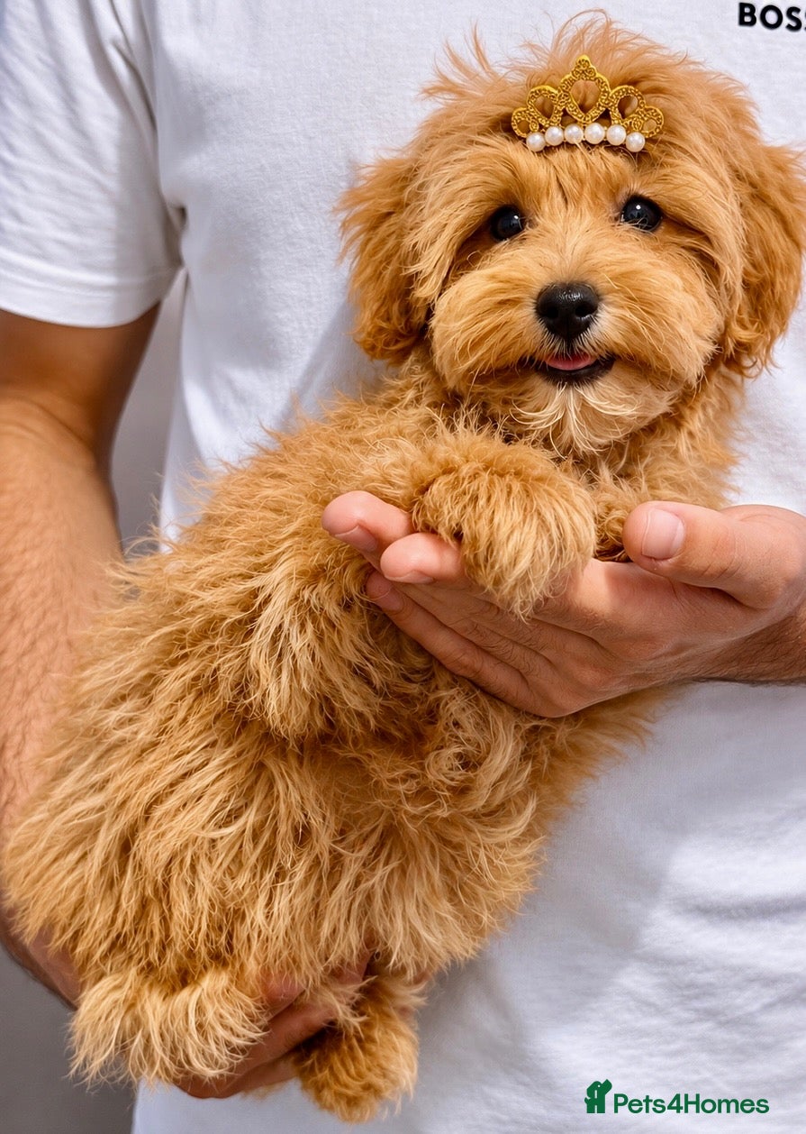 Maltipoo dogs TEDDY BEAR F1B MALTIPOO GIRL READY TO LEAVE! - Advert 3