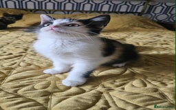 British Shorthair cats for sale: PURE BSH KITTENS READY NOW! - Image 5