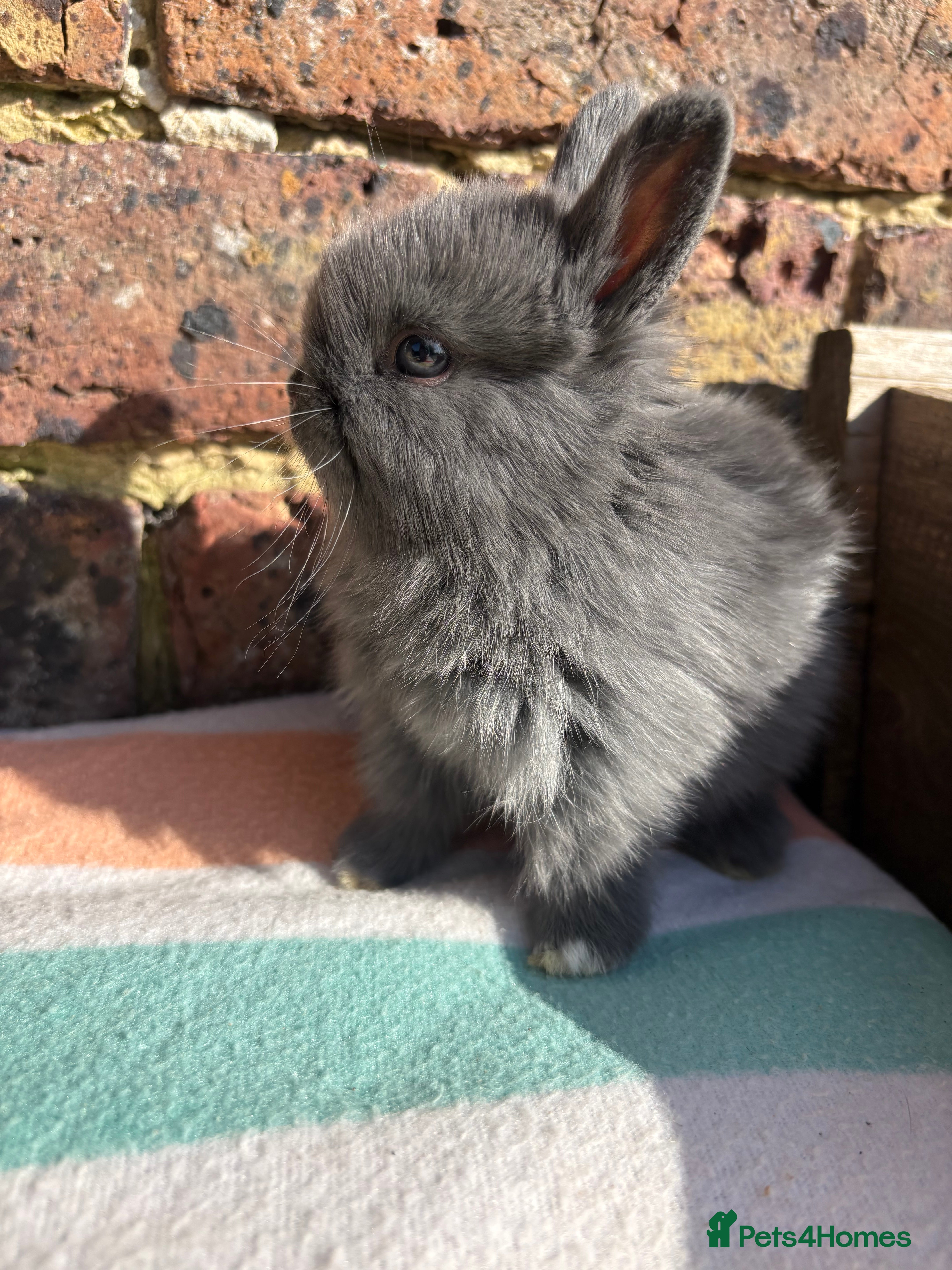 Netherland Dwarf rabbits   Netherland Dwarf bunnies  - Advert 9