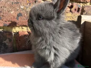 Netherland Dwarf rabbits Netherland Dwarf bunnies - Advert 9
