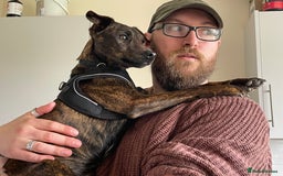 Mixed Breed dogs for sale: Heartfelt advert for 2yr old whippet x patterdale - Advert 1