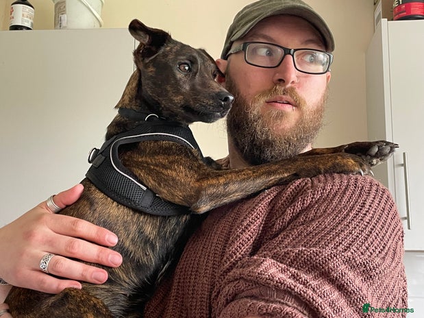 Mixed Breed dogs Heartfelt advert for 2yr old whippet x patterdale - Advert 7