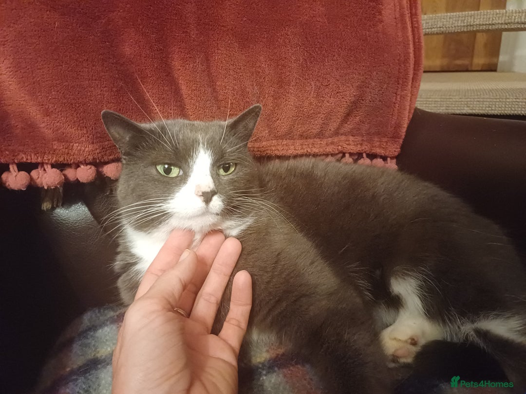 Mixed Breed cats for sale: 6 Lovely and Friendly Cats - Different colours - Advert 31