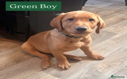 Labrador Retriever dogs for sale: Labrador puppies in Colne - Image 9