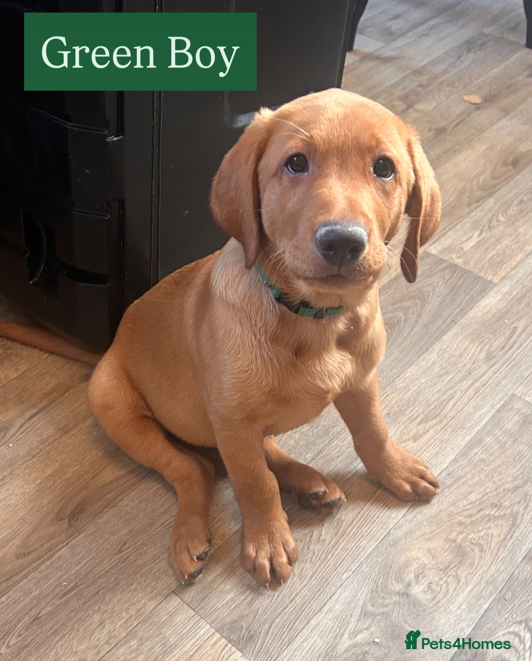 Labrador Retriever dogs for sale: Labrador puppies in Colne - Image 9