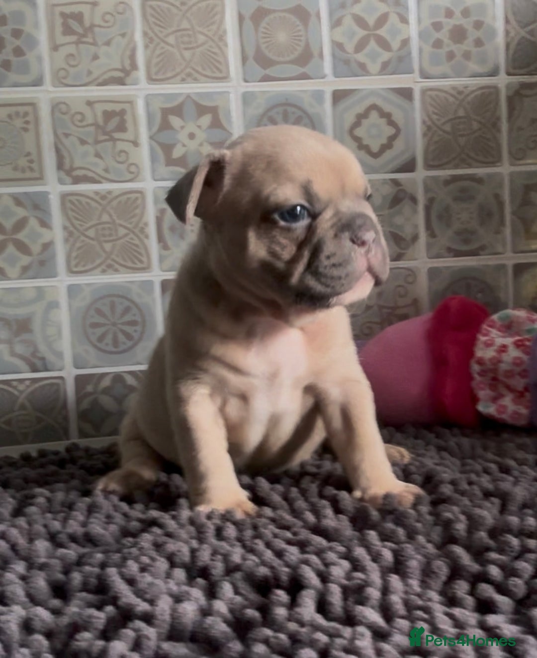 Mixed Breed dogs for sale: Staffie/Frenchie pups - Image 13