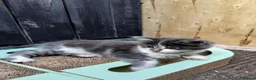 Mixed Breed cats for sale: Kitten for rehoming  in Mansfield - Advert 26
