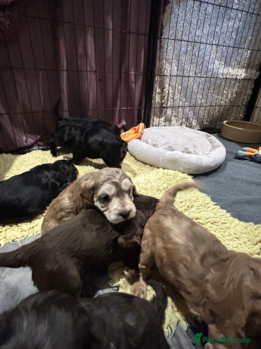 Cockapoo dogs for sale: Cockapoo puppies  - Advert 16