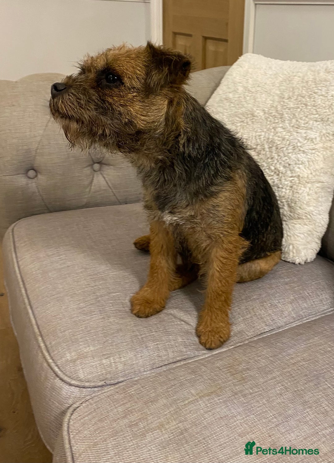 Border Terrier dogs for sale: Female adult border terrier - Advert 3