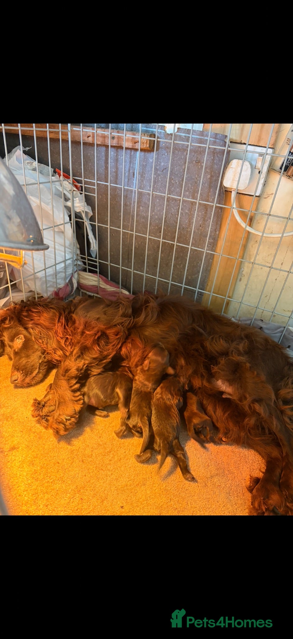 Cockapoo dogs Gorgeous Chocolate Cockapoo Spaniel Puppies - Advert 14