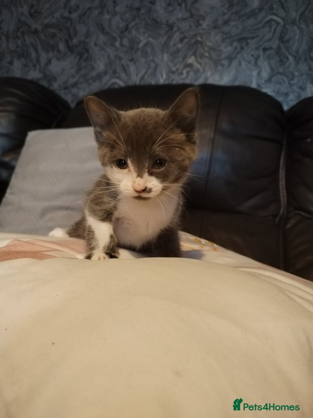 Mixed Breed cats for sale: Adorable Kittens Looking for Their Forever Homes - Advert 3