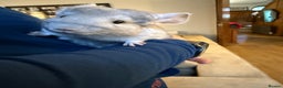 Chinchilla rodents for sale: Baby female chinchilla - Advert 3