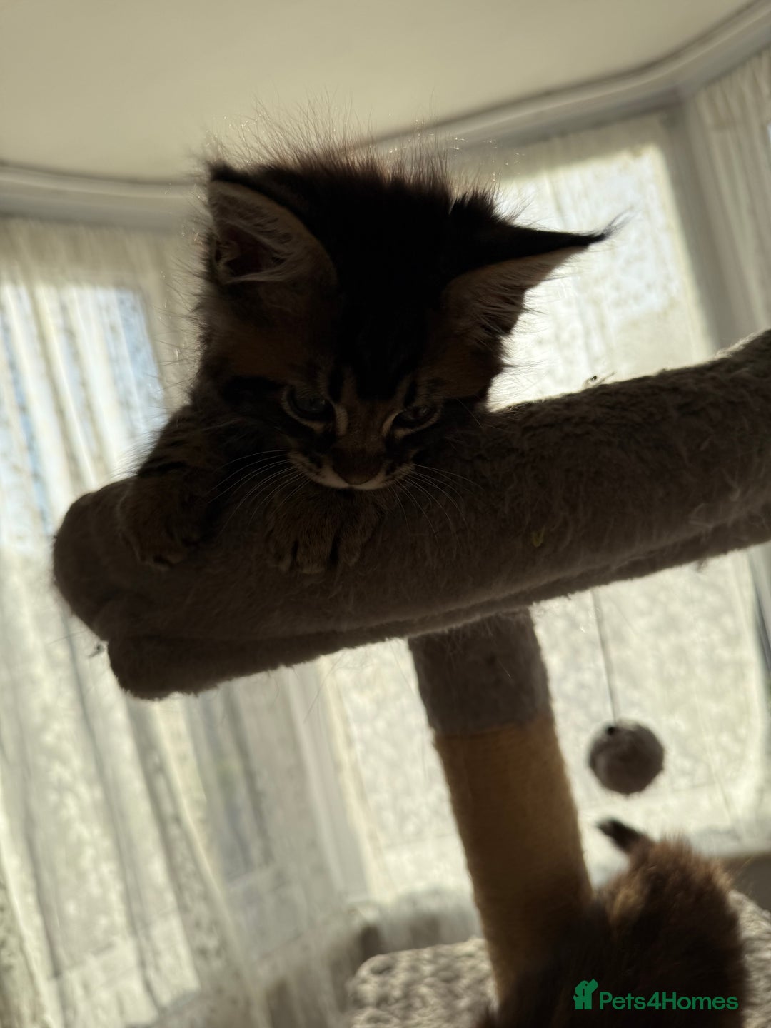 Maine Coon cats for sale: 3 stunning babies left - Image 9