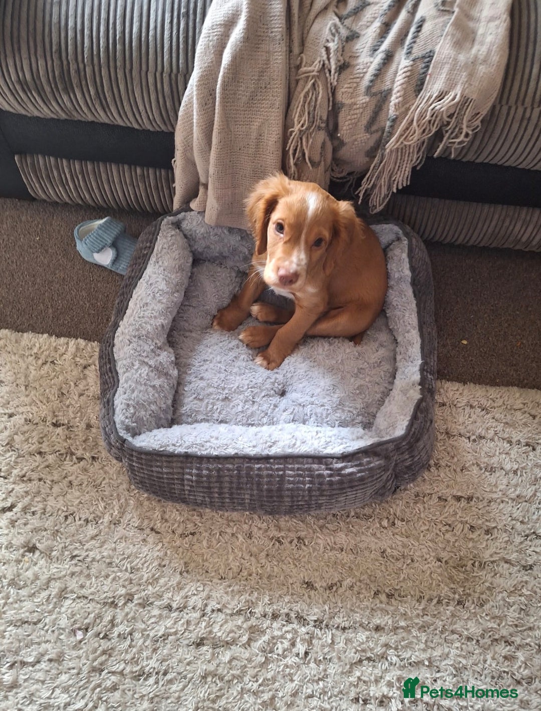 Cocker Spaniel dogs for sale: Cocker spaniel puppy - Advert 11