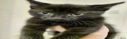 Mixed Breed cats for adoption: Kittens black + black and white - Advert 3